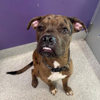 Bronco -  Catahoula Leopard Dog and Boxer Dog for Adoption in Englewood, Florida - Bronco | PetCurious