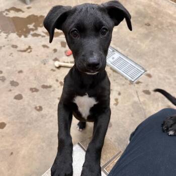 Cobb -  Mixed Breed Dog for Adoption in Spokane, Washington - Cobb | PetCurious