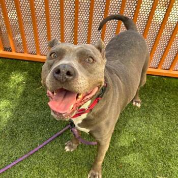 NANI -  Pit Bull Terrier Dog for Adoption in Las Vegas, Nevada - NANI | PetCurious