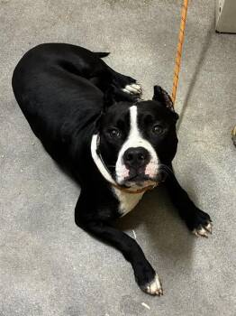 JAXX -  Pit Bull Terrier Dog for Adoption - JAXX | PetCurious