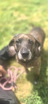 Barkhart -  Beagle Dog for Adoption in Manhattan, Illinois - Barkhart | PetCurious