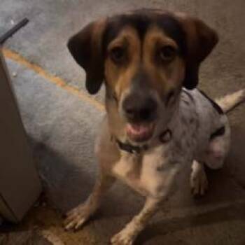 Nora -  Hound Dog for Adoption in Tulsa, Oklahoma - Nora | PetCurious