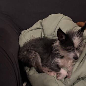 Scooter -  Fox Terrier Dog for Adoption in Tunkhannock, Pennsylvania - Scooter | PetCurious