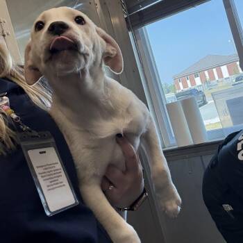 Mixed Breed Dogs Available for Adoption in New York, New York - Kirk | PetCurious