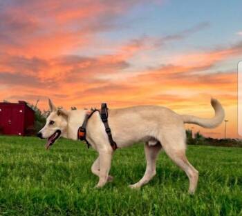 Milo -  Carolina Dog and Husky Dog for Adoption in Boerne, Texas - Milo | PetCurious