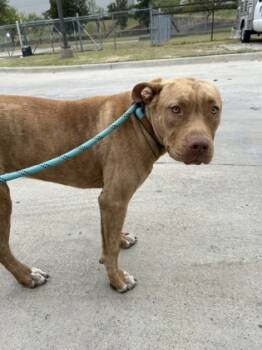 Rescue Pit Bull Terrier and Mixed Breed Dogs for Adoption in Fort Worth, Texas - 59689460 | PetCurious