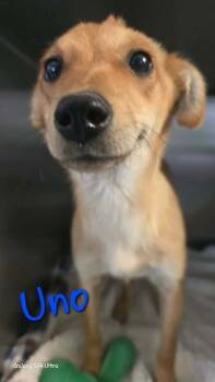 Chihuahua and Collie Dogs Available for Adoption in Warrenton, Missouri - LH  Uno | PetCurious