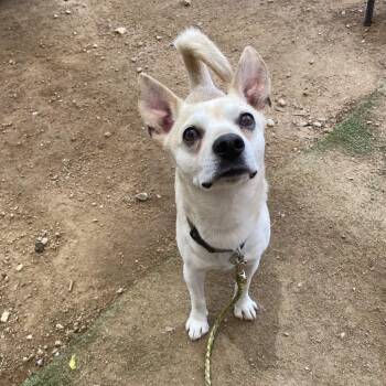 Cantaloupe -  Chihuahua Dog for Adoption in Austin, Texas - Cantaloupe | PetCurious