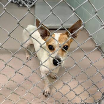 Fig -  Mixed Breed Dog for Adoption in Newark, New Jersey - Fig | PetCurious