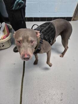Vc18 Zelda -  Pit Bull Terrier Dog for Adoption in Lawrenceville, Georgia - Vc18 Zelda | PetCurious