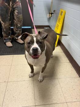 Pit Bull Terrier Dogs Available for Adoption - INFINITI | PetCurious