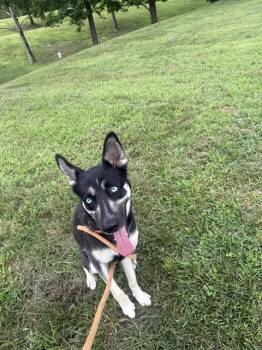 SCARLET -  Siberian Husky and Mixed Breed Dog for Adoption - SCARLET | PetCurious