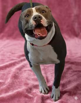 Mixed Breed Dogs Available for Adoption in Jacksonville, Florida - BAMBINA | PetCurious