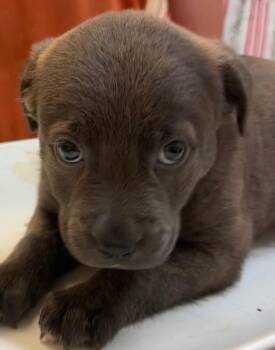 Pit Bull Terrier Dogs Available for Adoption in Elizabethton, Tennessee - PEARL | PetCurious