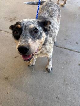 BETTY -  Australian Cattle Dog Blue Heeler Dog for Adoption in Belton, Texas - BETTY | PetCurious