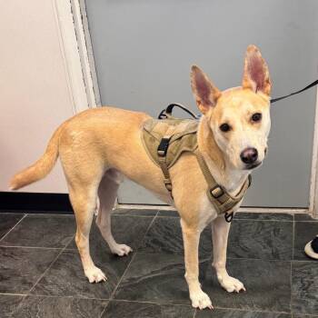 Marley -  Husky and Mixed Breed Dog for Adoption in Clearwater, Florida - Marley | PetCurious