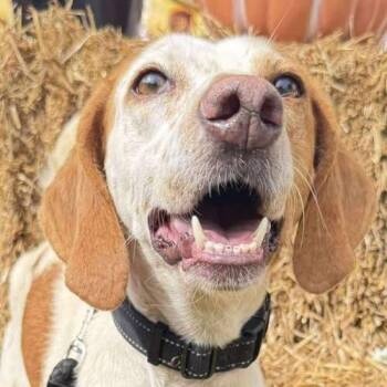 Rescue Hound Dogs for Adoption in Lafayette Township, New Jersey - Gina | PetCurious