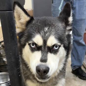 ISIS -  Husky Dog for Adoption in Palestine, Texas - ISIS | PetCurious
