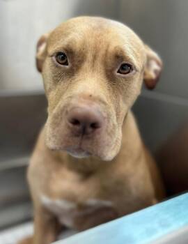 Titan -  Pit Bull Terrier Dog for Adoption in Hartsville, South Carolina - Titan | PetCurious