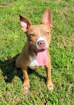 Astrid -  Pit Bull Terrier Dog for Adoption in Lisbon, Ohio - Astrid | PetCurious