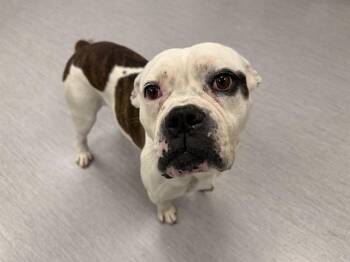 WILL.I.AM -  American Bulldog and Mixed Breed Dog for Adoption in Colorado Springs, Colorado - WILL.I.AM | PetCurious