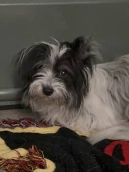 Becky -  Terrier and Maltese Dog for Adoption in New York, New York - Becky | PetCurious
