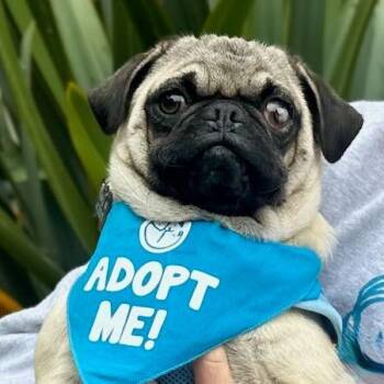 Pat Sajak -  Pug Dog for Adoption in Pacific Grove, California - Pat Sajak | PetCurious