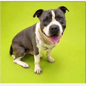 Chrome -  English Bulldog Dog for Adoption in Blue Ridge, Georgia - Chrome | PetCurious
