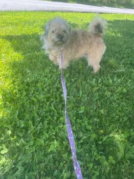 Pug and Jack Russell Terrier Dogs Available for Adoption in Pine Grove, Pennsylvania - Annee | PetCurious