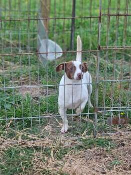 Chihuahua and Dachshund Dogs Available for Adoption in Cranston, Rhode Island - Lunette In LA | PetCurious