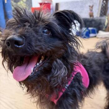 Velvet 14404 -  Affenpinscher Dog for Adoption in San Francisco, California - Velvet 14404 | PetCurious
