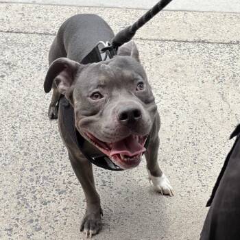 Romano -  Mixed Breed Dog for Adoption in Philadelphia, Pennsylvania - Romano | PetCurious