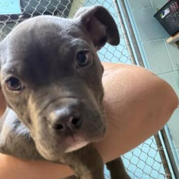 Silver Dollar -  Pit Bull Terrier and Mixed Breed Dog for Adoption in Austin, Texas - Silver Dollar | PetCurious