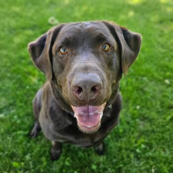 Moose -  Chocolate Labrador Retriever Dog for Adoption in Lapeer, Michigan - Moose | PetCurious