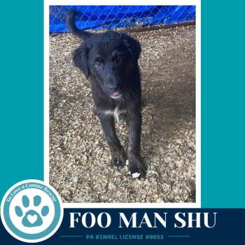 Foo Man Chu (Aussie Posse) 071826 -  Australian Shepherd and Poodle Dog for Adoption in Kimberton, Pennsylvania - Foo Man Chu (Aussie Posse) 071826 | PetCurious