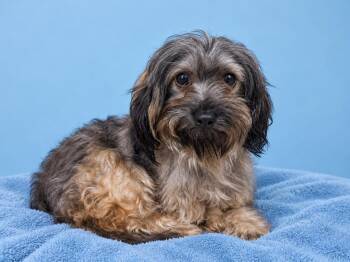 Peincea -  Shih Tzu Dog for Adoption in Waldorf, Maryland - Peincea | PetCurious