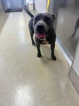 Rescue Pit Bull Terrier Dogs for Adoption in Seguin, Texas - Doritos | PetCurious