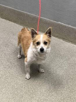 Pomeranian and Mixed Breed Dogs Available for Adoption in Las Vegas, Nevada - KINGSLEY | PetCurious