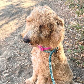 Lovey - Chino Hills Location -  Standard Poodle and Golden Retriever Dog for Adoption in Chino Hills, California - Lovey - Chino Hills Location | PetCurious