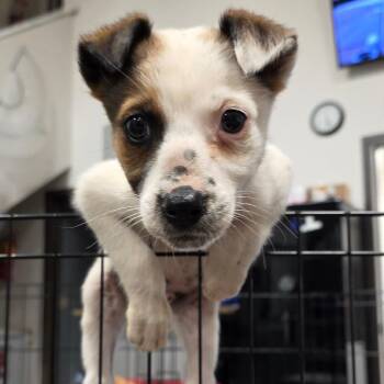 Mixed Breed Dogs Available for Adoption in Bismarck, North Dakota - Saturn | PetCurious