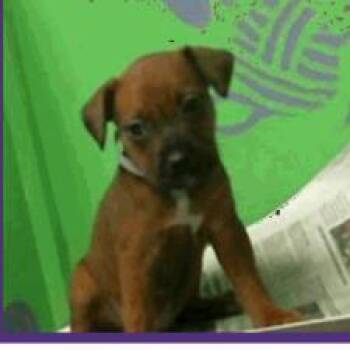 Rescue Chihuahua and Mixed Breed Dogs for Adoption in Houston, Texas - Bad Santa | PetCurious