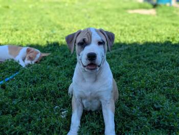 Hercules Mulligan -  Mixed Breed Dog Available for Adoption in Des Moines, Iowa - Hercules Mulligan | PetCurious