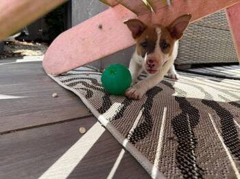 Terrier Dogs Available for Adoption in Ocean Township, New Jersey - Wheezy | PetCurious