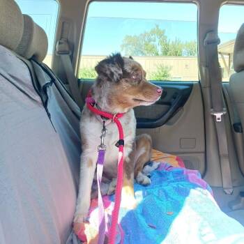 Crash -  Australian Shepherd Dog for Adoption in Fort Collins, Colorado - Crash | PetCurious