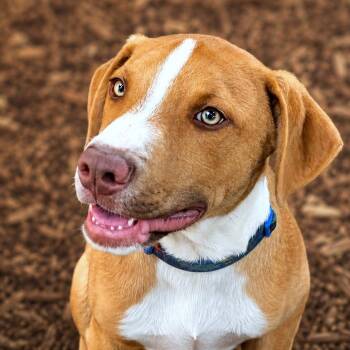 Marlin -  Terrier and Boxer Dog for Adoption in Boerne, Texas - Marlin | PetCurious