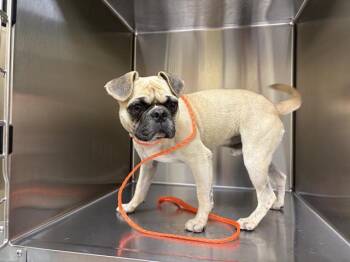 TURTLE -  Pug and French Bulldog Dog for Adoption in Tustin, California - TURTLE | PetCurious