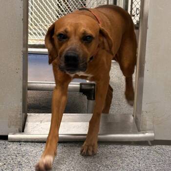 Scarlet -  Mixed Breed Dog for Adoption in Greenville, South Carolina - Scarlet | PetCurious