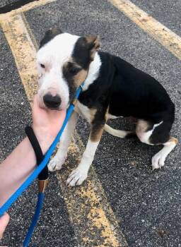 Rescue Mixed Breed Dogs for Adoption in Allegan, Michigan - Gruber | PetCurious