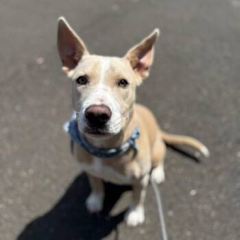 Nova -  Australian Cattle Dog Blue Heeler and Mixed Breed Dog for Adoption in Newberg, Oregon - Nova | PetCurious