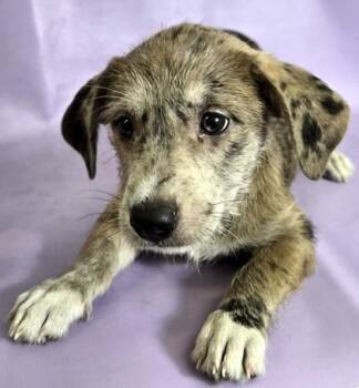 Dachshund and Beagle Dogs Available for Adoption in Morton Grove, Illinois - Meg | PetCurious